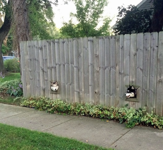 tumblr_nuqe1mvfHx1qewacoo1_540